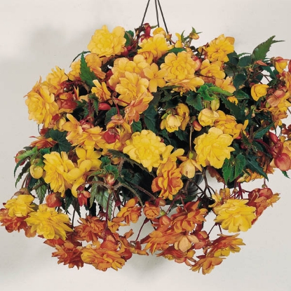 Picture of Begonia - Illumination Apricot F1